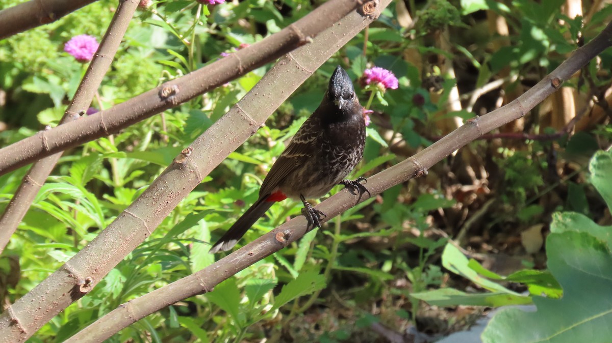Red-vented Bulbul - ML612763965