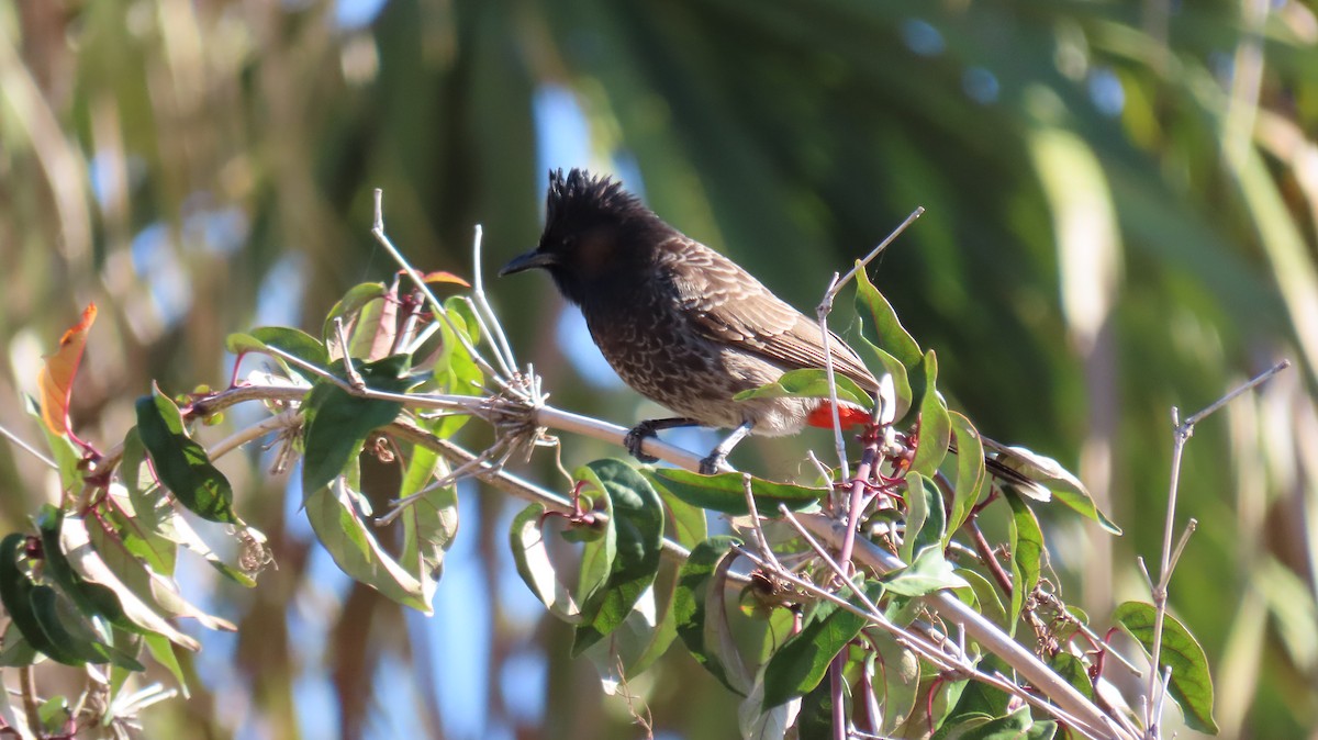 Red-vented Bulbul - ML612763983
