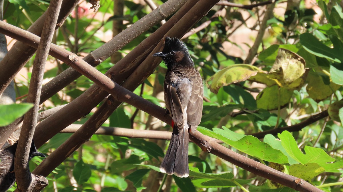Red-vented Bulbul - ML612763997