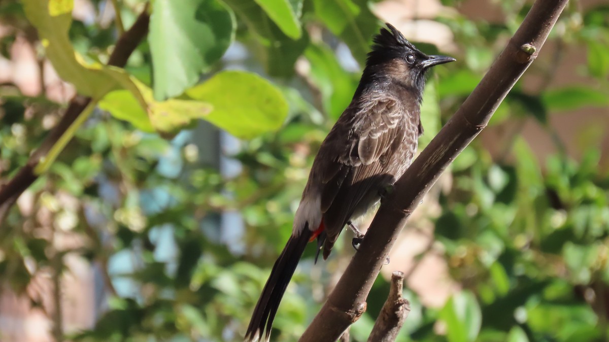 Red-vented Bulbul - ML612764004