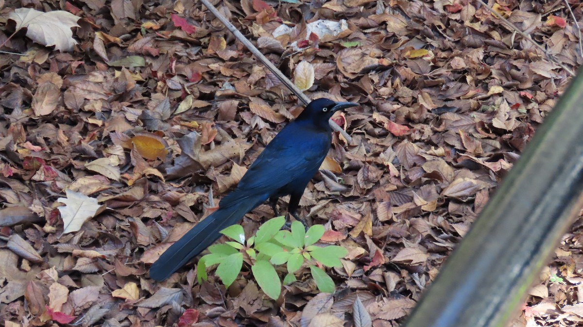 Great-tailed Grackle - ML612764019