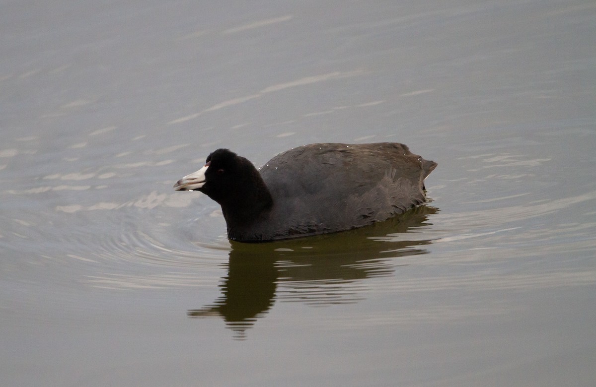 American Coot (Red-shielded) - ML612764035