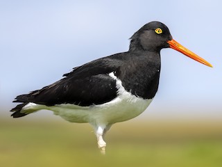  - Magellanic Oystercatcher