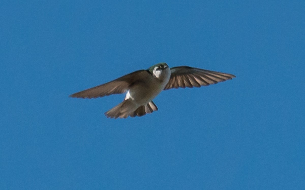 Violet-green Swallow - ML61276451