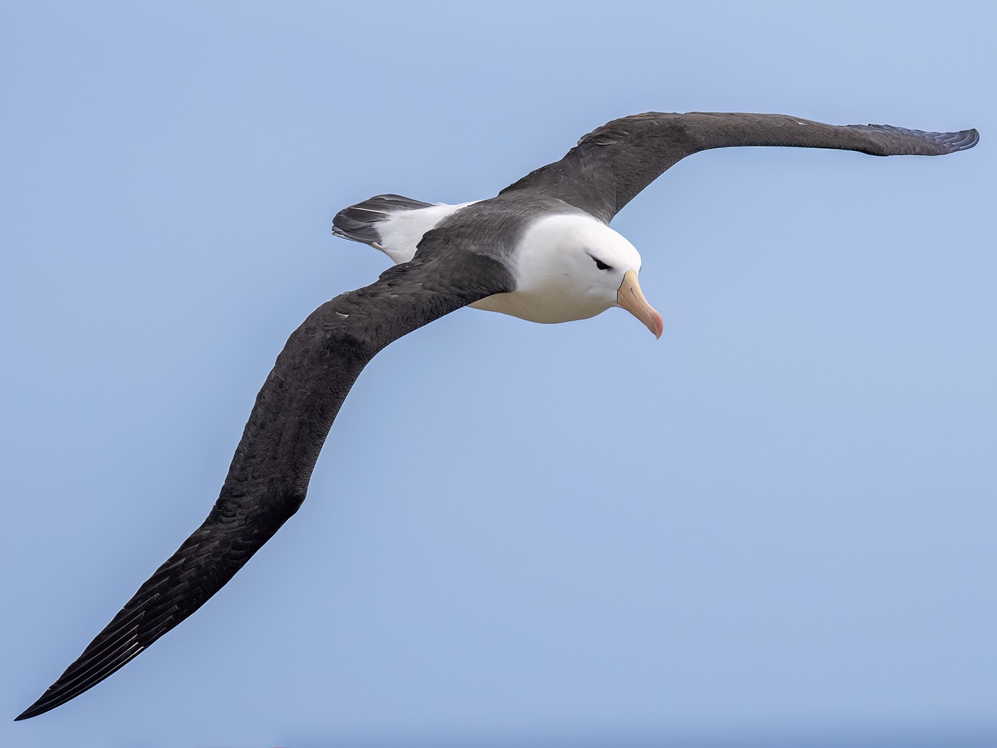 Black-browed Albatross - Andres Vasquez Noboa