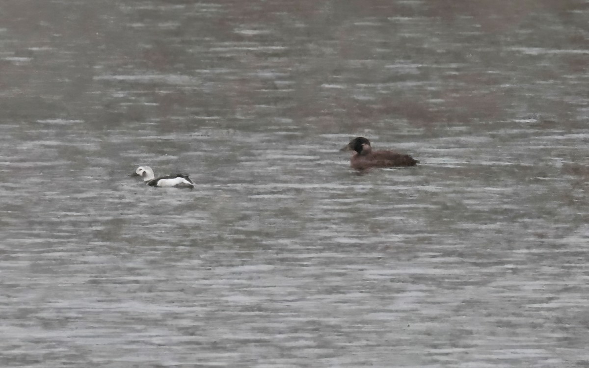 Long-tailed Duck - ML612764539