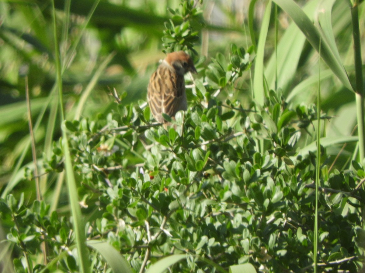 Eurasian Tree Sparrow - ML612764557