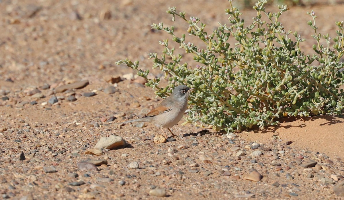 Spectacled Warbler - ML612764587