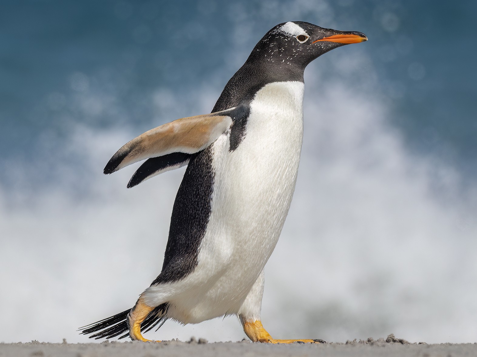 Gentoo Penguin - Andres Vasquez Noboa