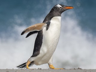 ■ROD PENGUIN 2継/全長約167cm. ペンギン