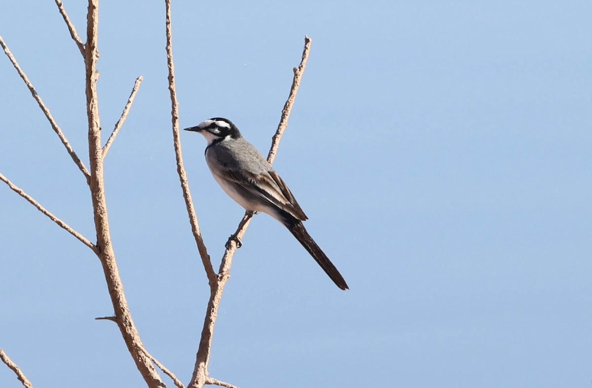 White Wagtail (Moroccan) - ML612764695