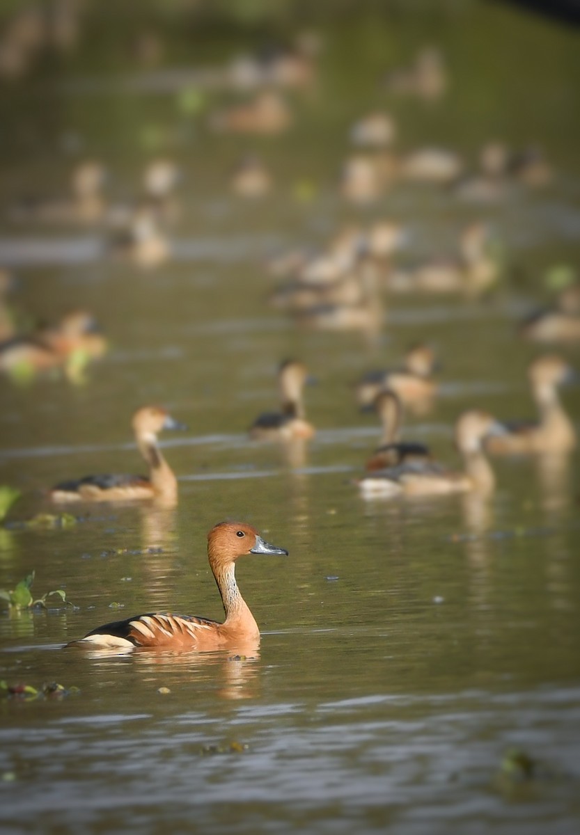 Fulvous Whistling-Duck - Taweewat Supindham