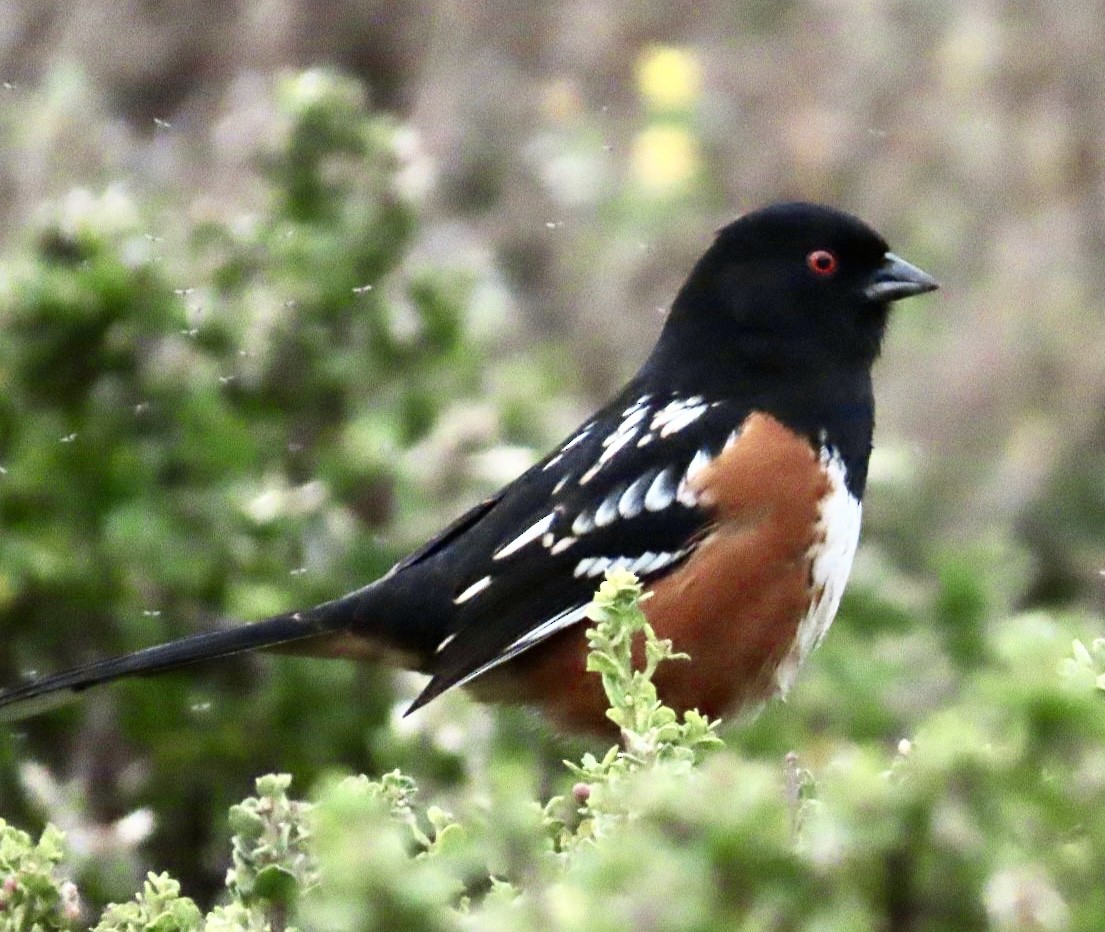 Spotted Towhee - ML612764933