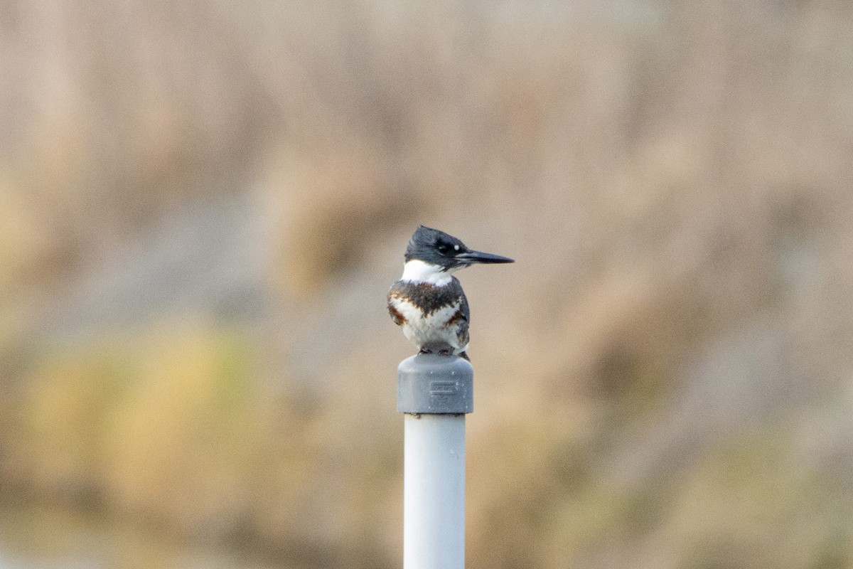 Belted Kingfisher - ML612765673