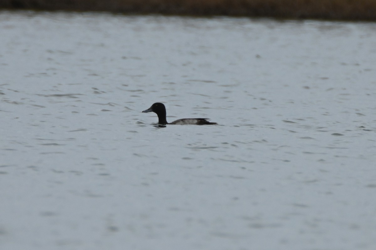 Greater Scaup - ML612765771