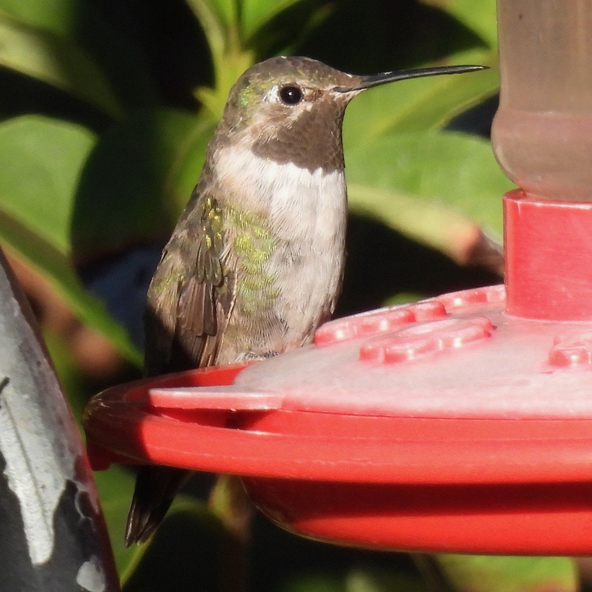 Broad-tailed Hummingbird - ML612766018