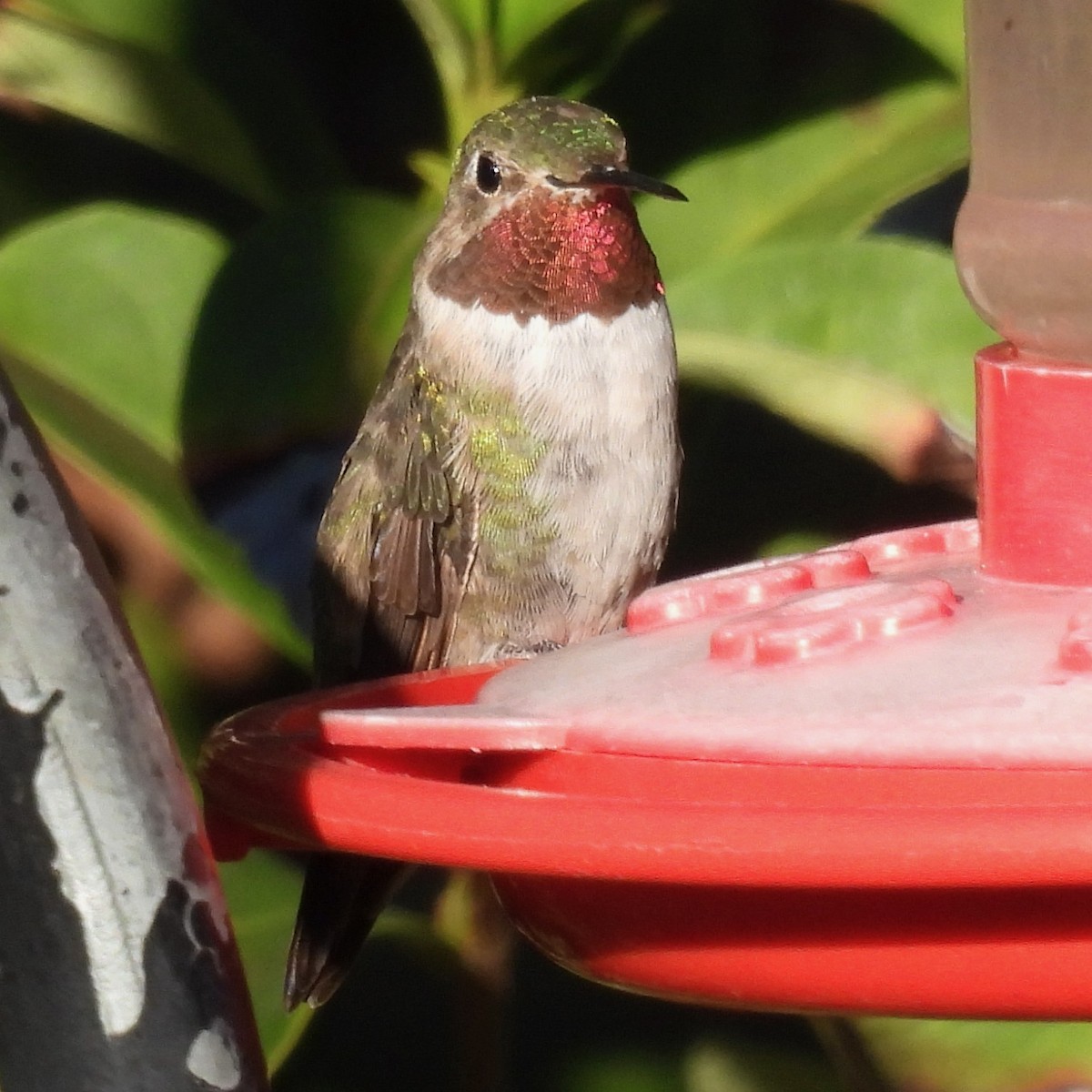 Broad-tailed Hummingbird - ML612766019