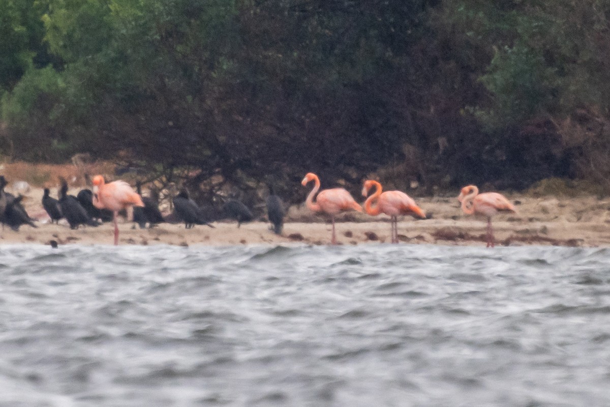 eBird Checklist 28 Dec 2023 Merritt Island NWRHaulover Canal Area
