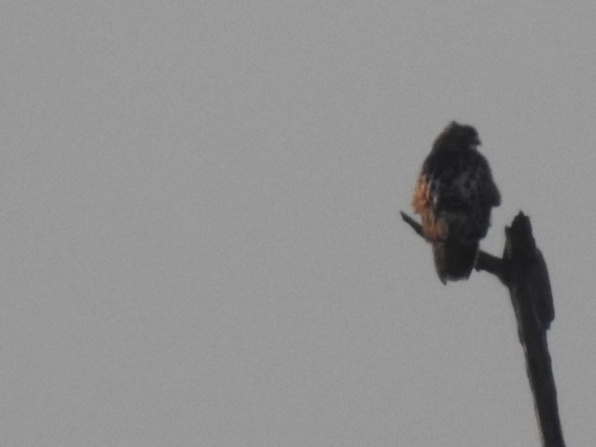 Red-tailed Hawk (borealis) - ML612766603