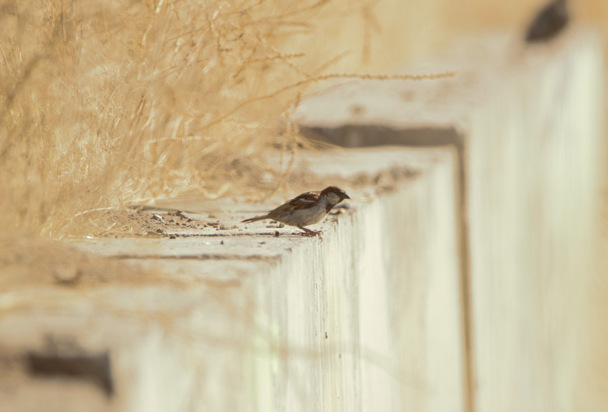 House Sparrow - Ada Rebolledo