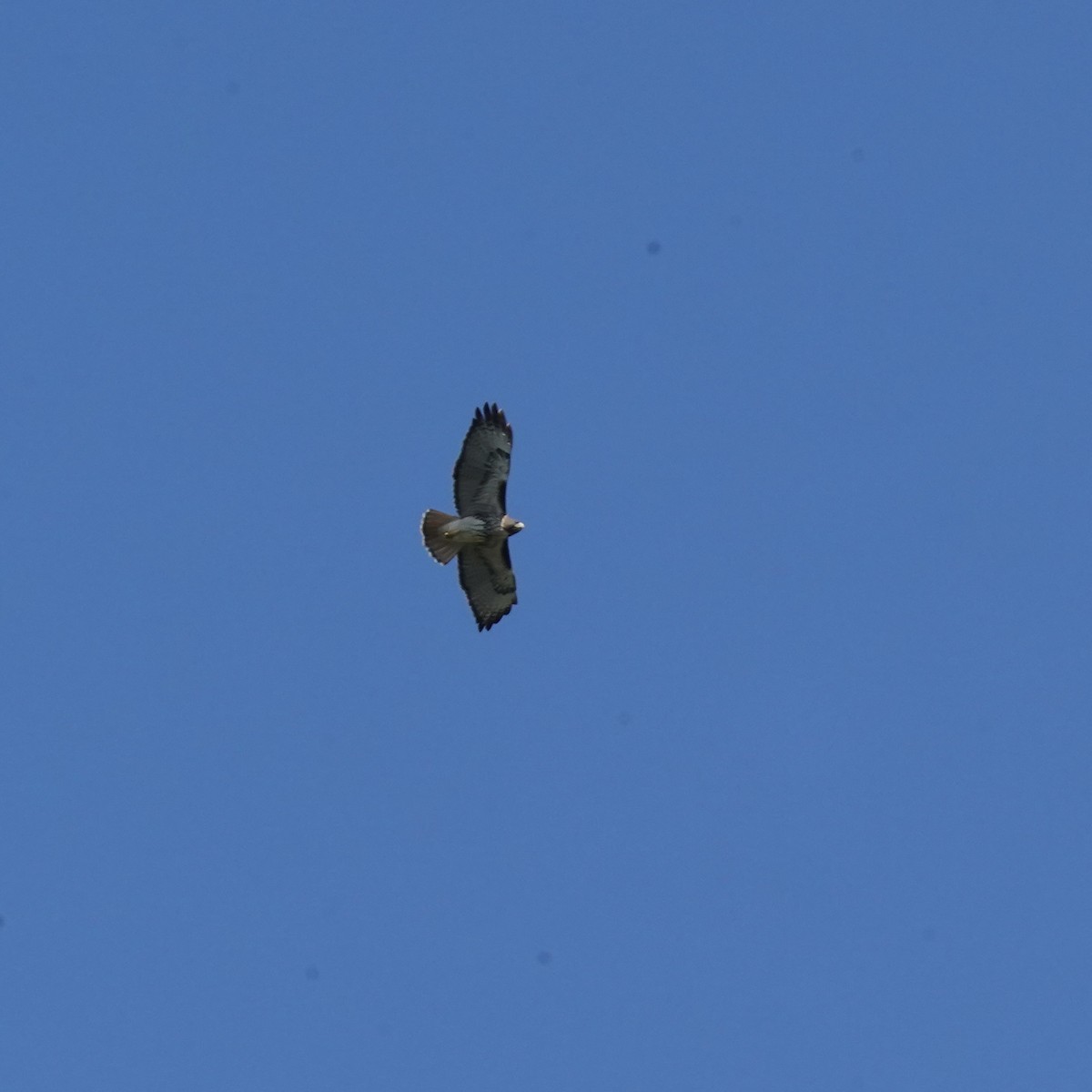 Red-tailed Hawk (solitudinis) - ML612766867