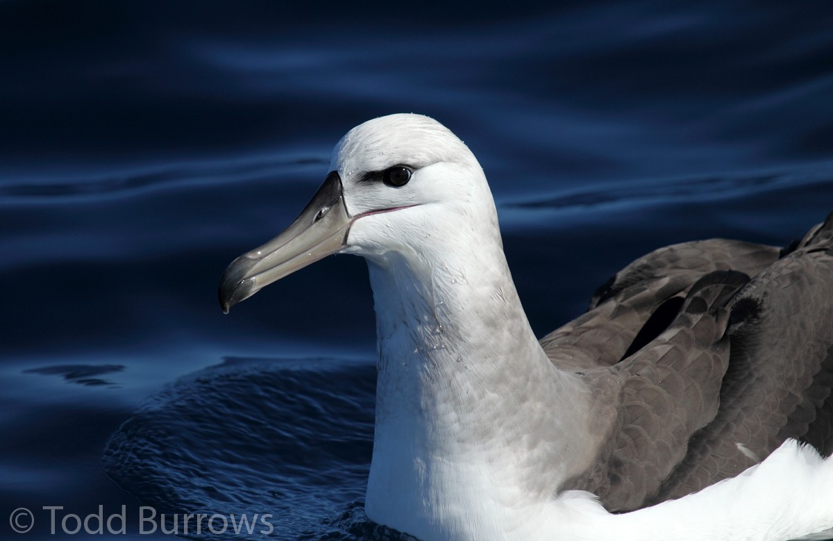 Black-browed Albatross (Black-browed) - ML61276691