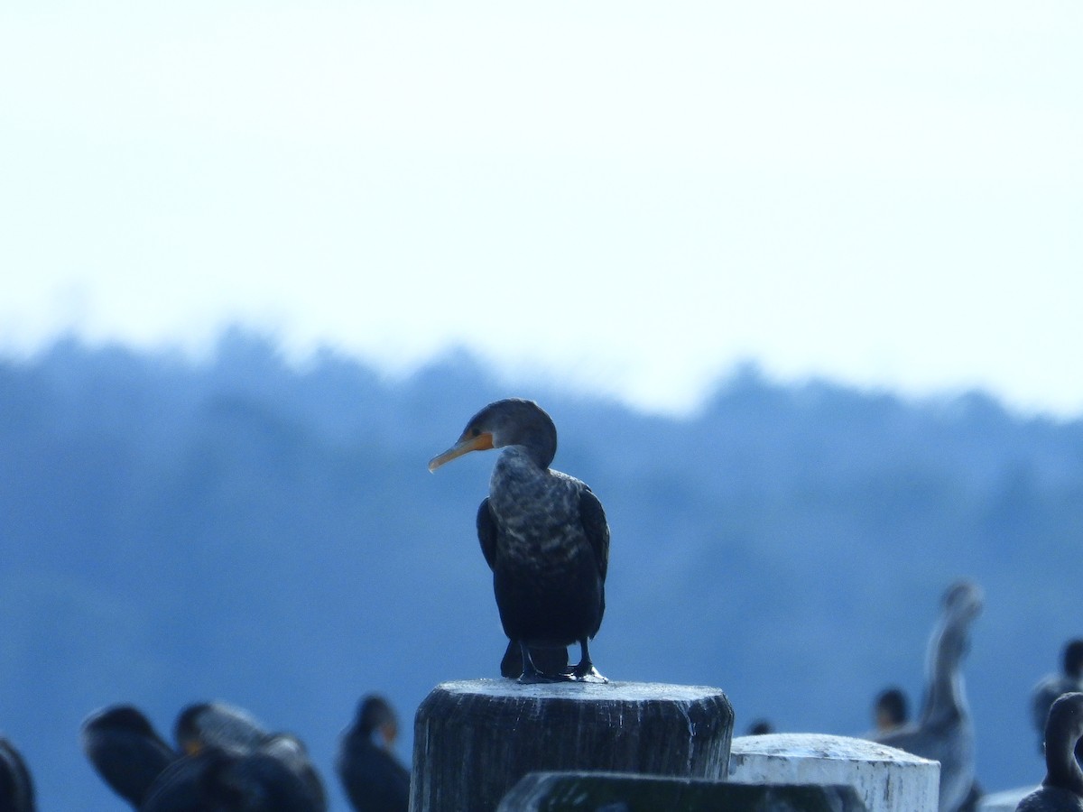 Double-crested Cormorant - Timothy Campbell
