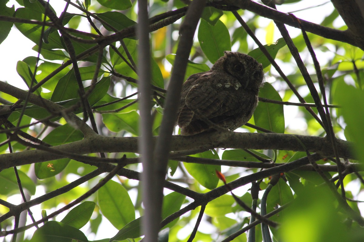 Tropical Screech-Owl - Clifmond Shameerudeen