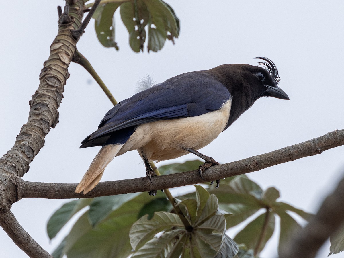 Curl-crested Jay - ML612767668