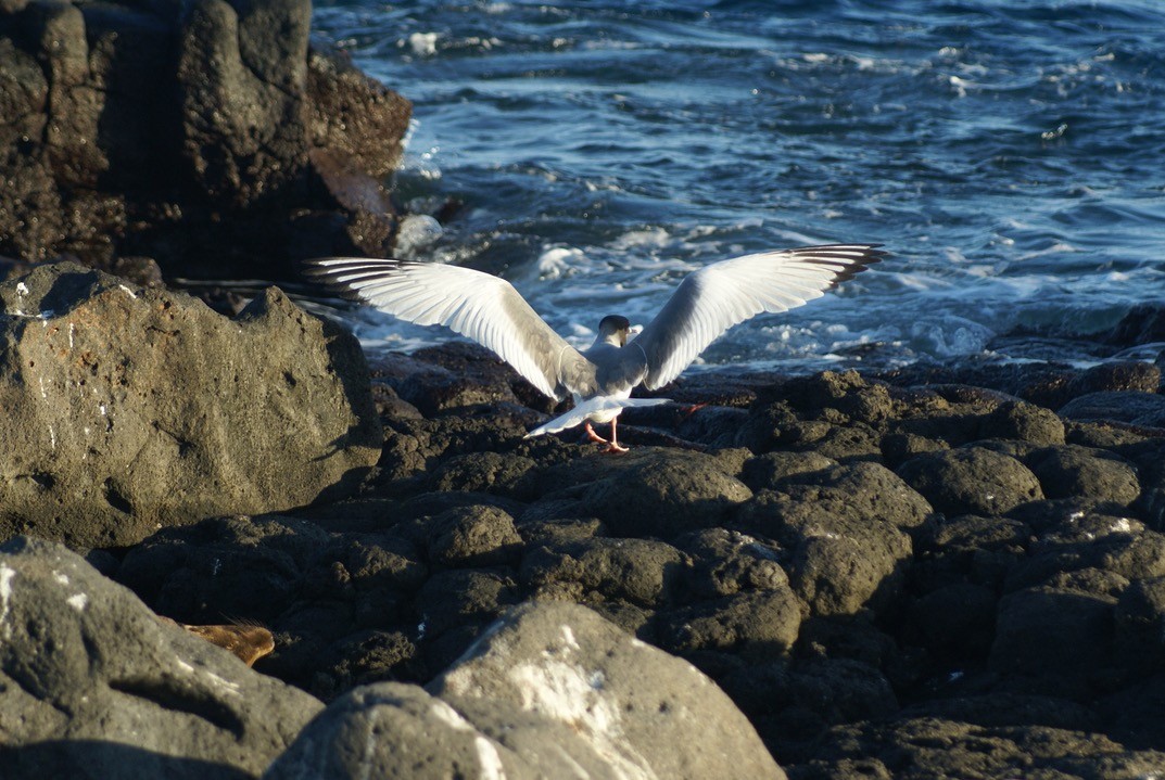 Swallow-tailed Gull - ML612767729