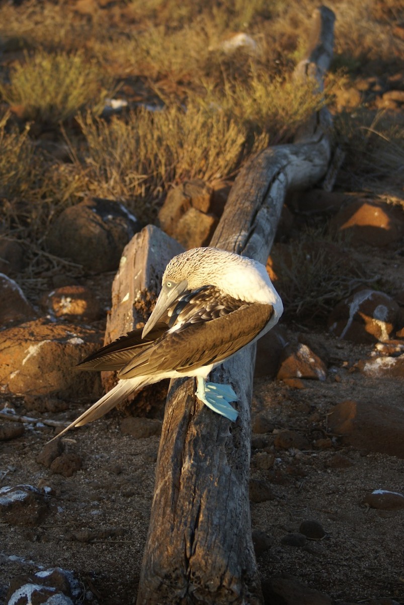 Blue-footed Booby - ML612767777