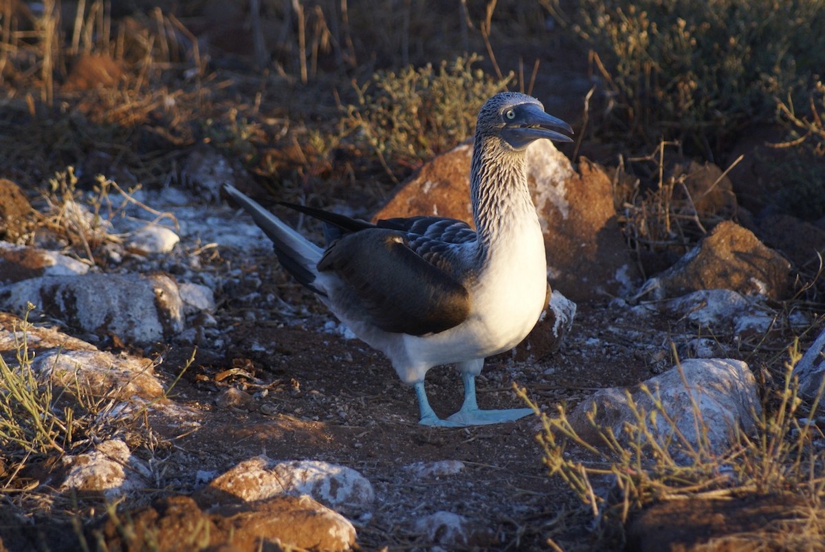 Blue-footed Booby - ML612767779