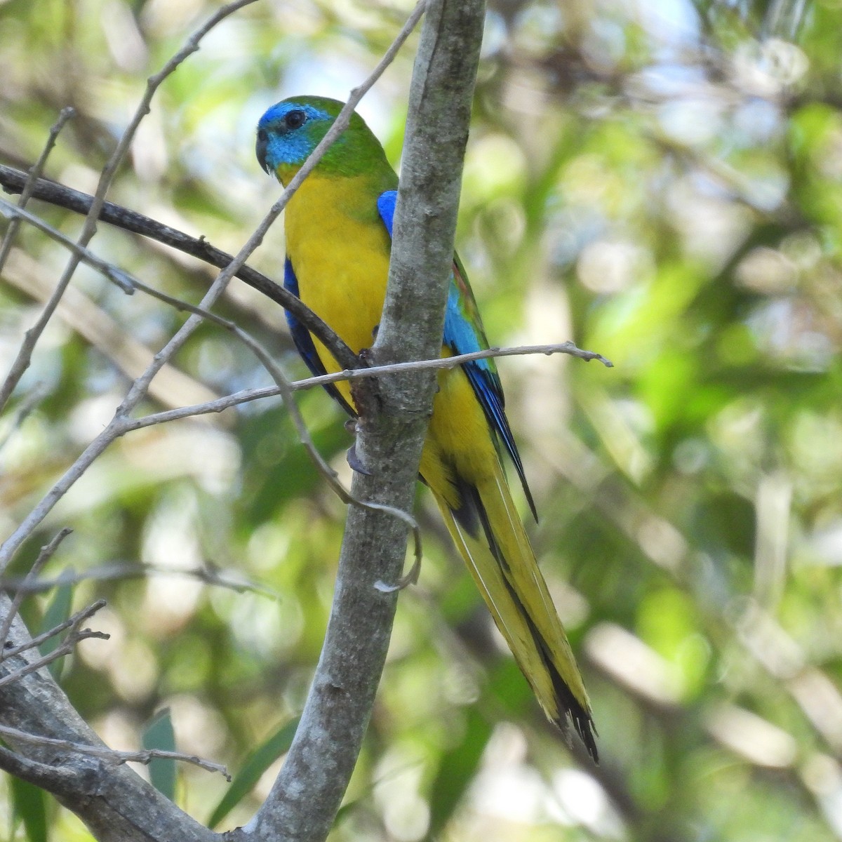 Turquoise Parrot - ML612767789