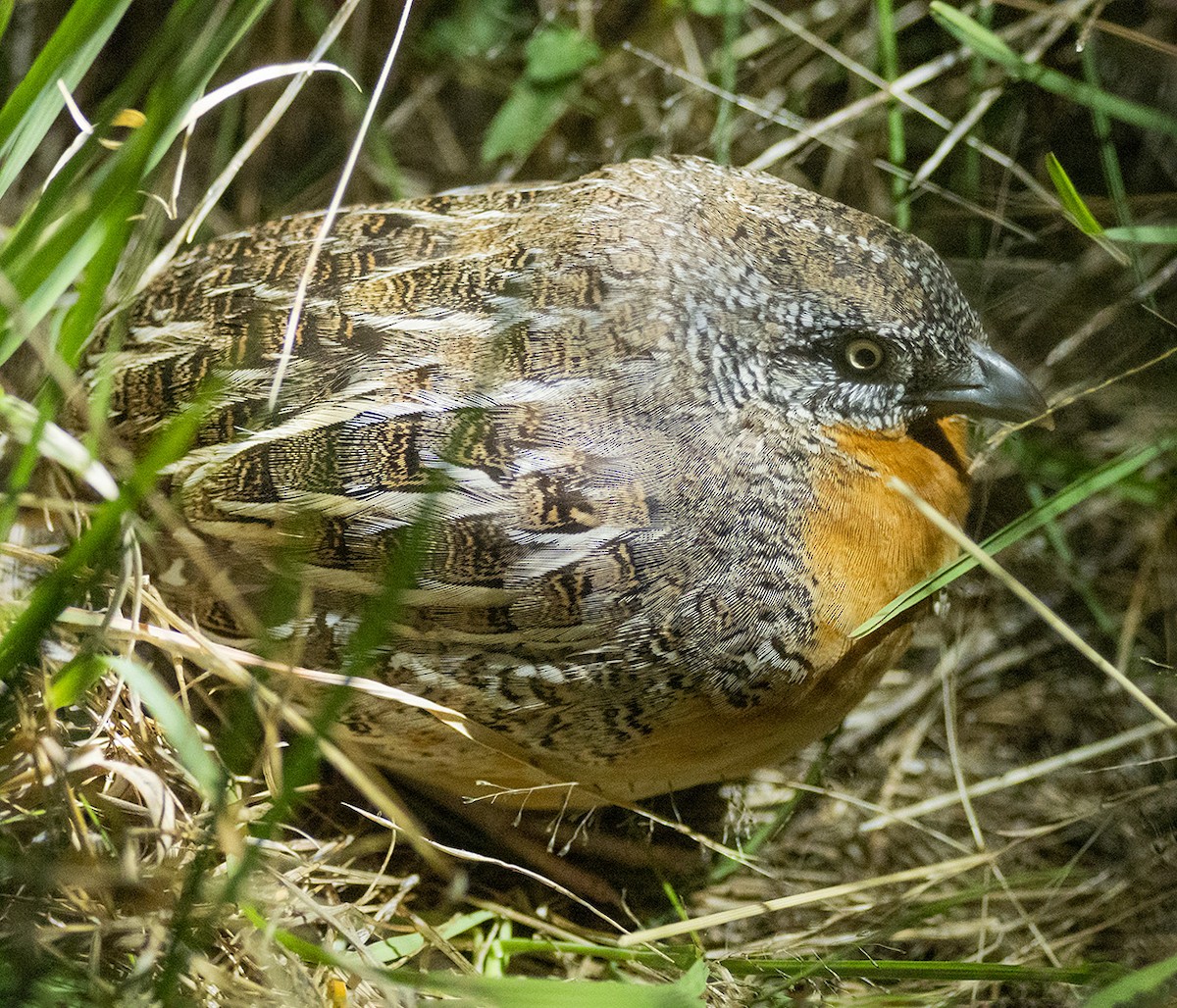 Red-chested Buttonquail - ML612767804