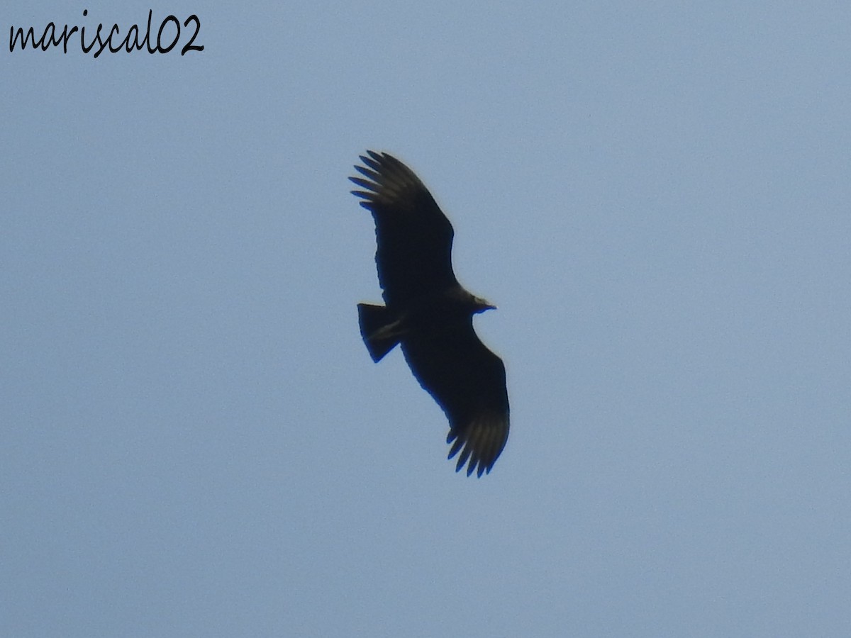 Black Vulture - ML612767876