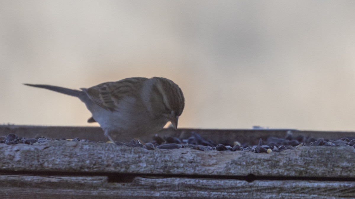 Chipping Sparrow - ML612767889