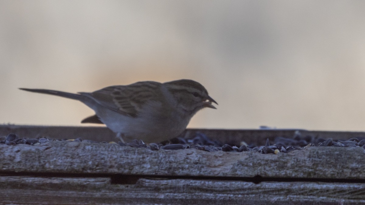 Chipping Sparrow - ML612767890