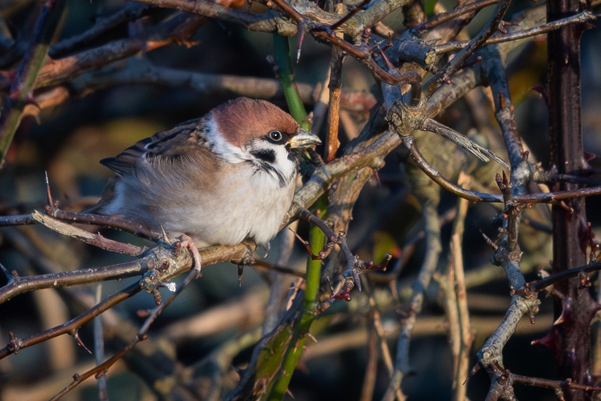 Eurasian Tree Sparrow - ML612767916