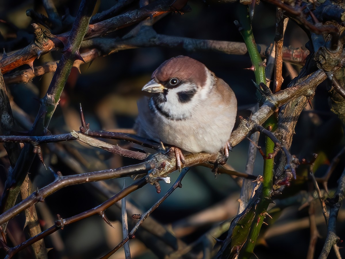 Eurasian Tree Sparrow - ML612767917
