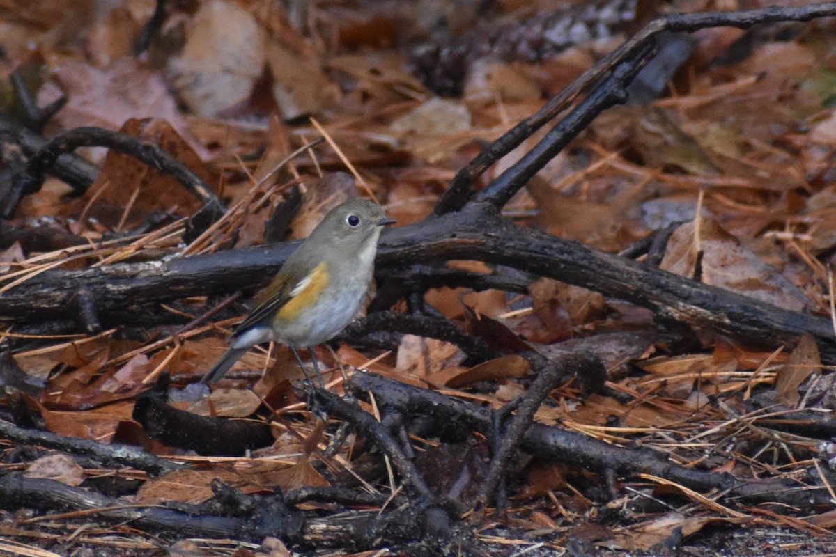 Red-flanked Bluetail - ML612767970