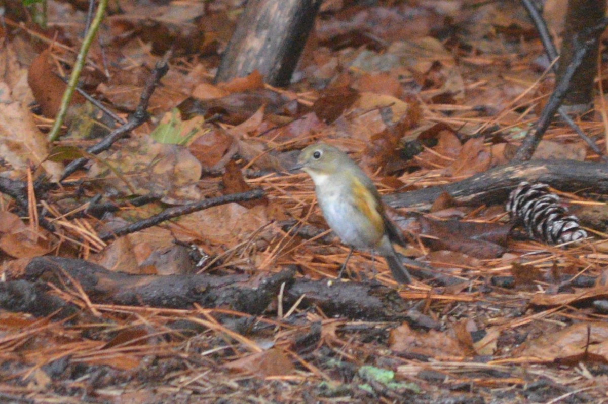 Red-flanked Bluetail - ML612768049