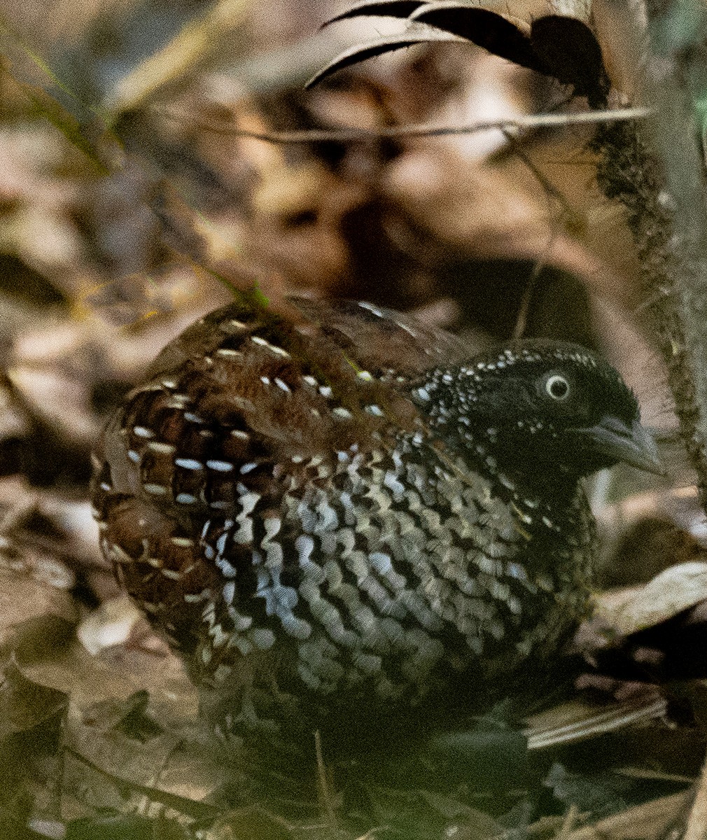 Black-breasted Buttonquail - Diane Peters