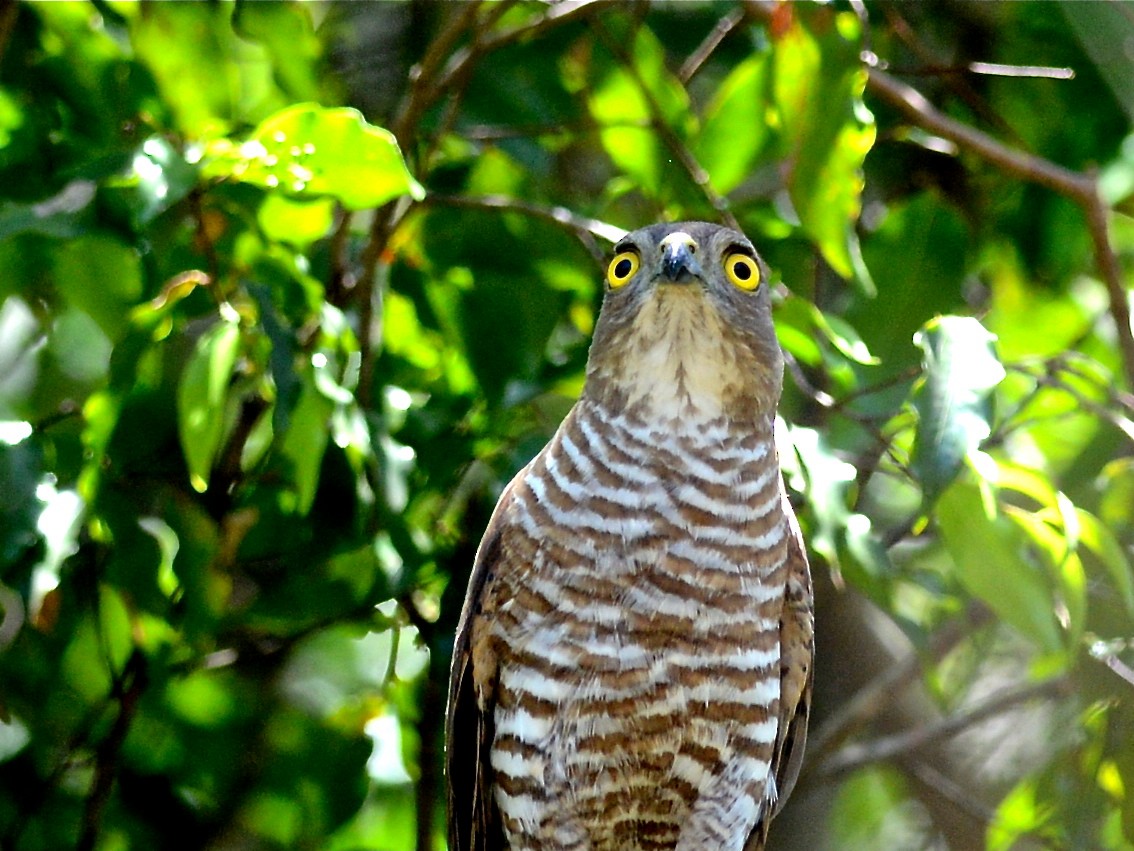 Madagascar Sparrowhawk - ML612768213