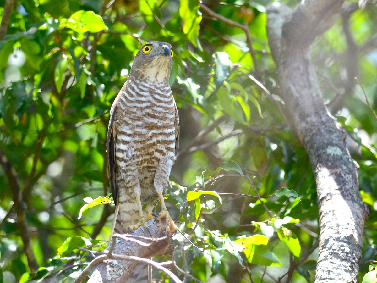 Madagascar Sparrowhawk - ML612768214