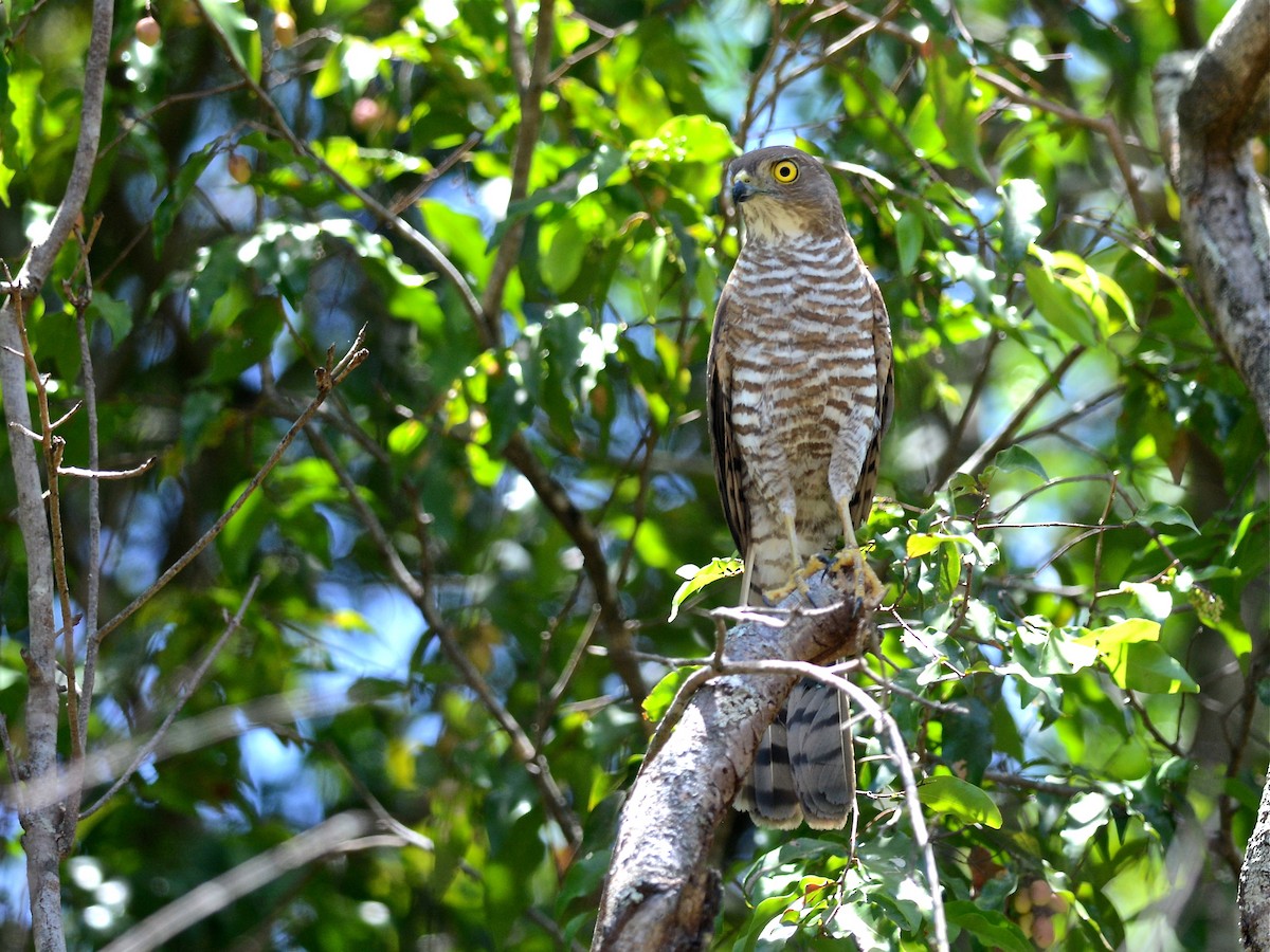 Madagascar Sparrowhawk - ML612768215