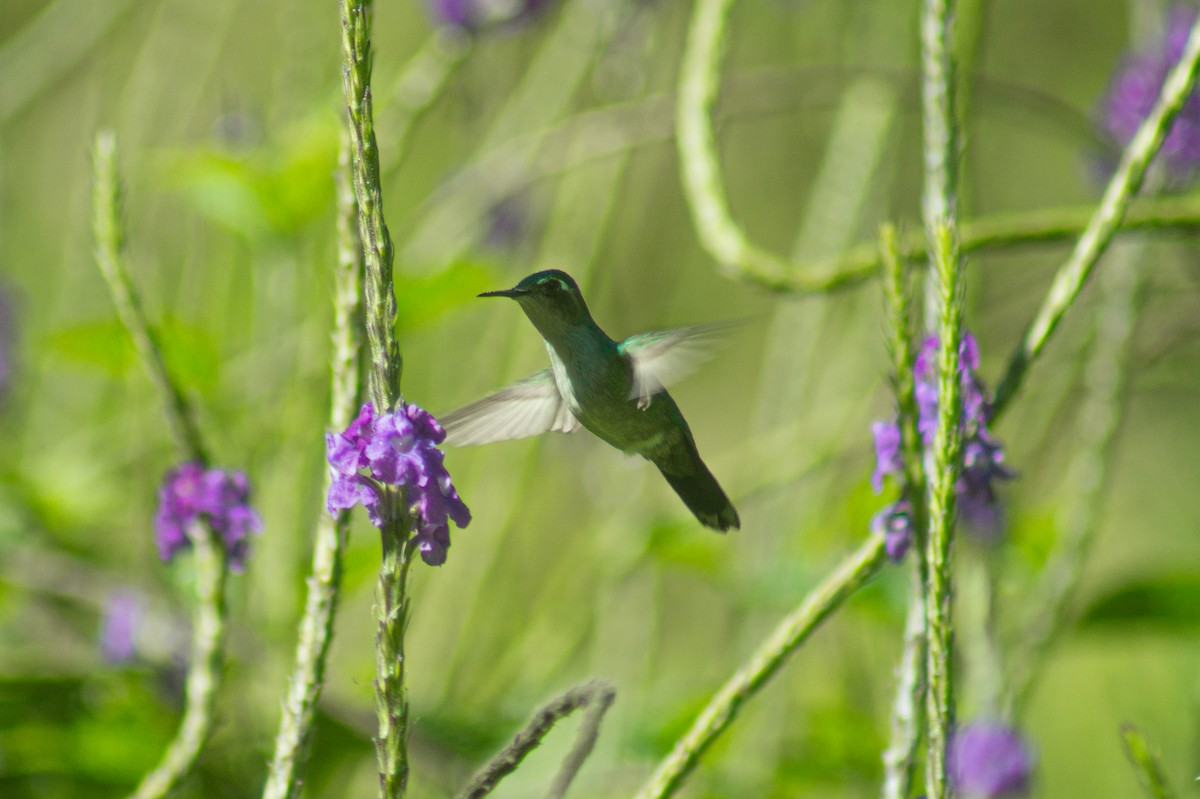 Emerald-chinned Hummingbird - ML612768293