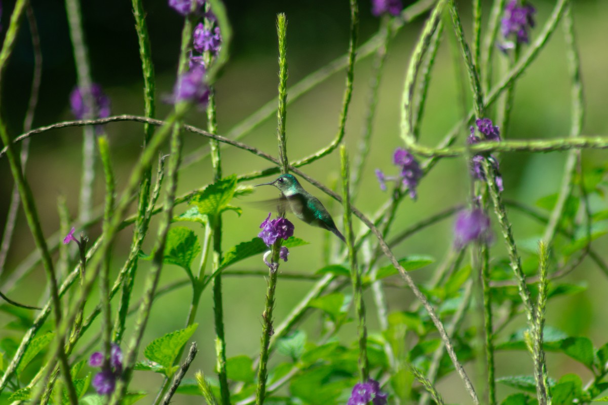 Emerald-chinned Hummingbird - ML612768294