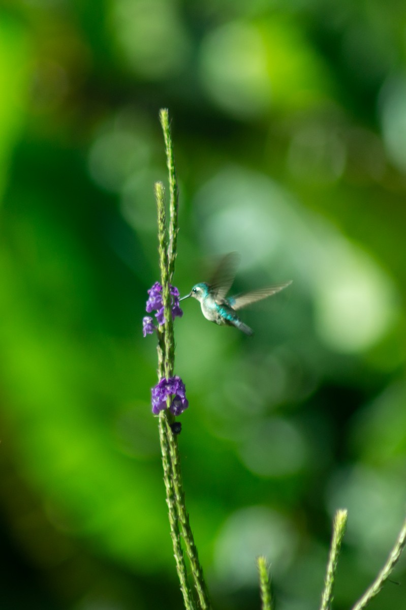 Emerald-chinned Hummingbird - ML612768295