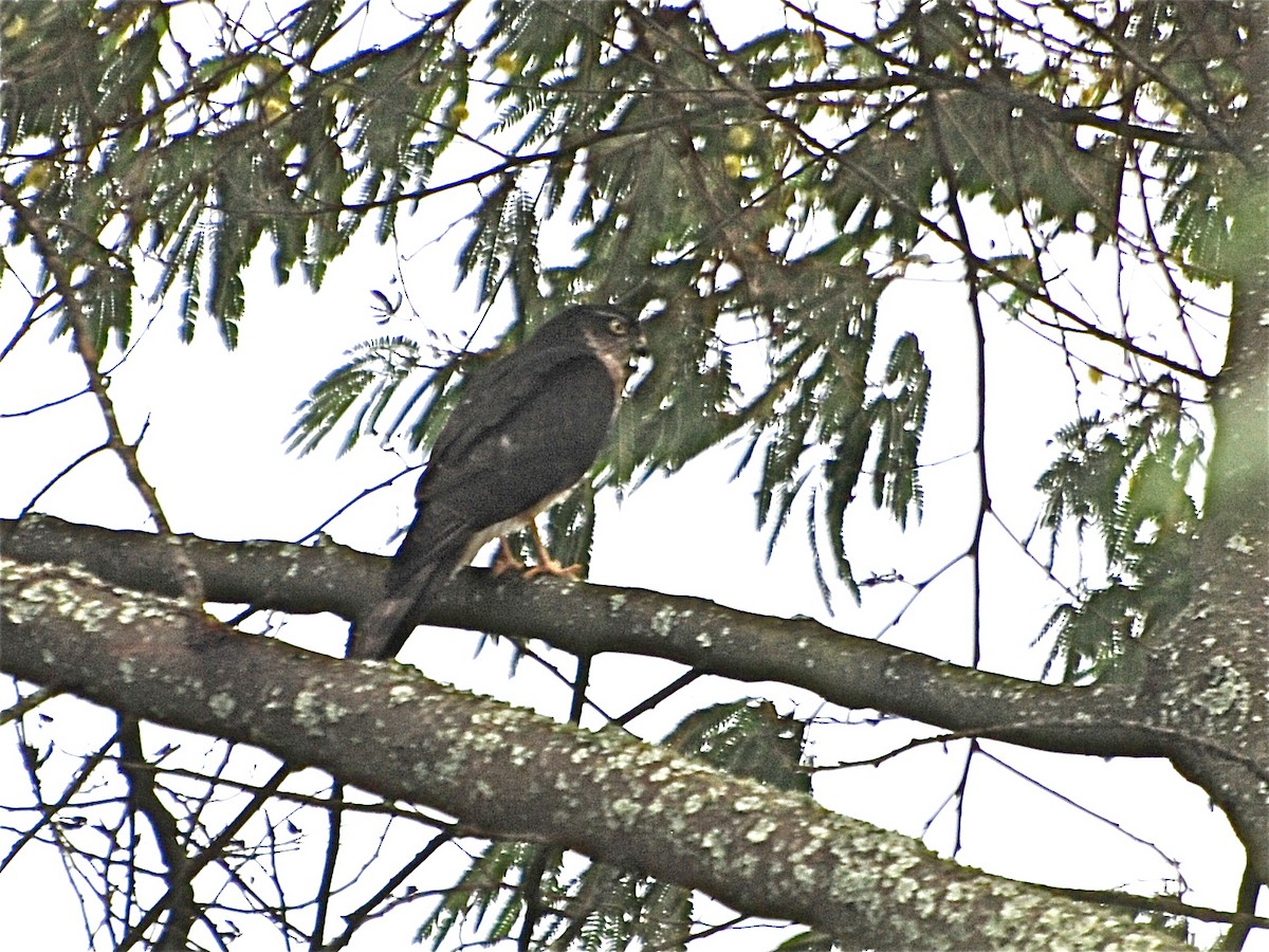 Rufous-breasted Sparrowhawk - ML612768320