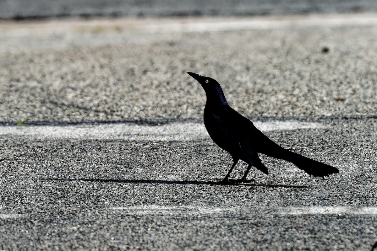 Great-tailed Grackle (Western) - ML612768378